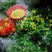 野菊花统货