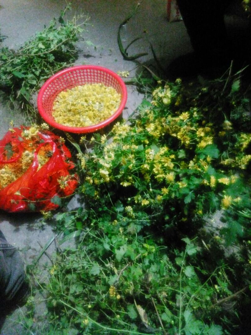 野菊花统货