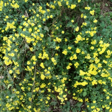 野菊花