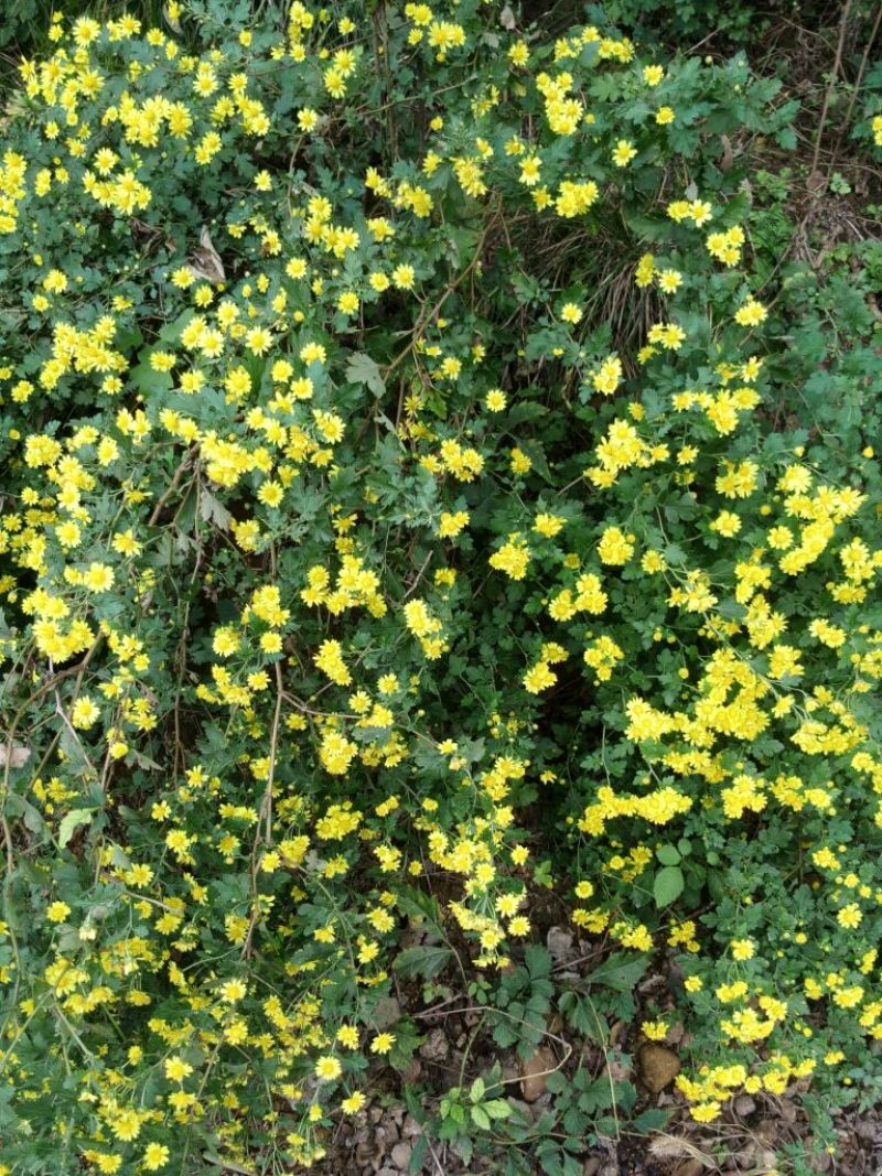 野菊花