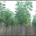 梓树12~14cm14~16cm16~18cm18~