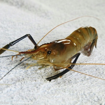 河虾活虾26~30只/kg