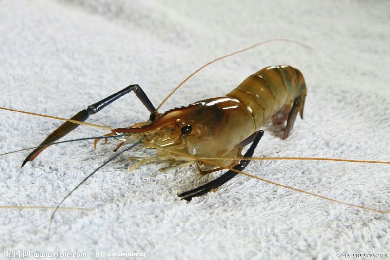 河虾活虾26~30只/kg