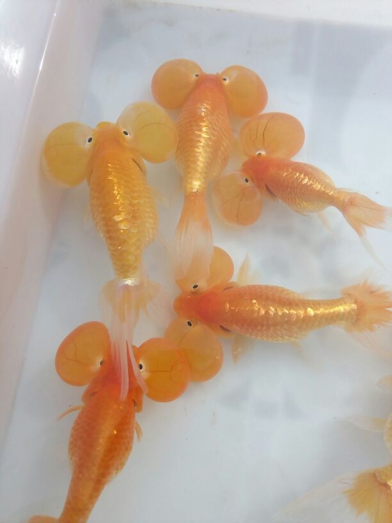 锦鲤鱼苗0.5~1公斤