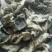 黑山秋耳一级