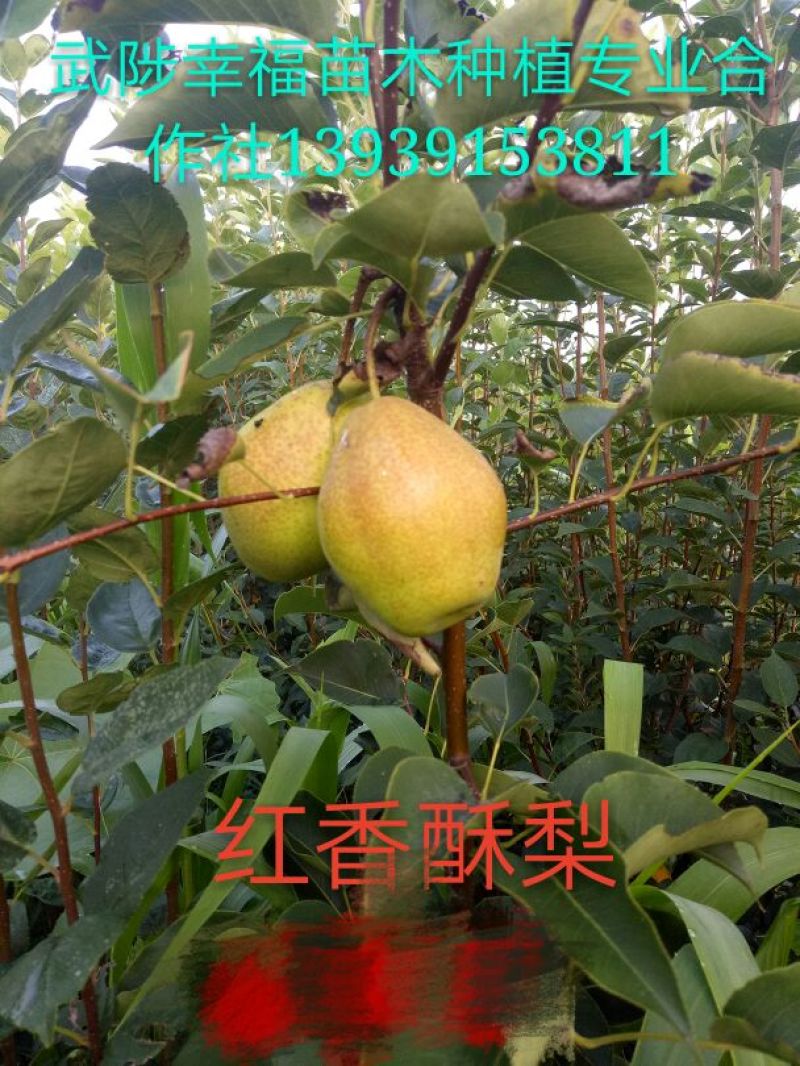 秋月梨树苗100~150cm0.8cm