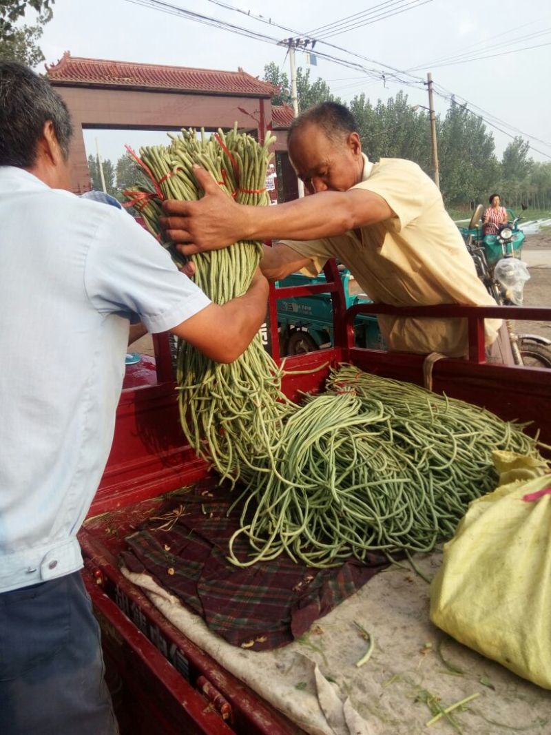 万亩优质大棚长豆角，可对接商超，批发，大量供应