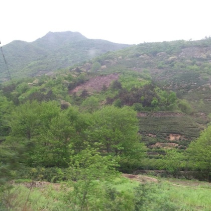 茶叶河南信阳商城县_批发_供应-一亩田农业网