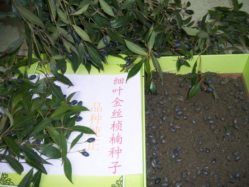 金丝楠木苗小叶桢楠苗出金丝率99%的优质木材