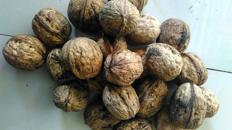 绵核桃30mm以上去皮干