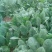 秋菠菜15~20厘米
