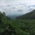 大果银杏白果