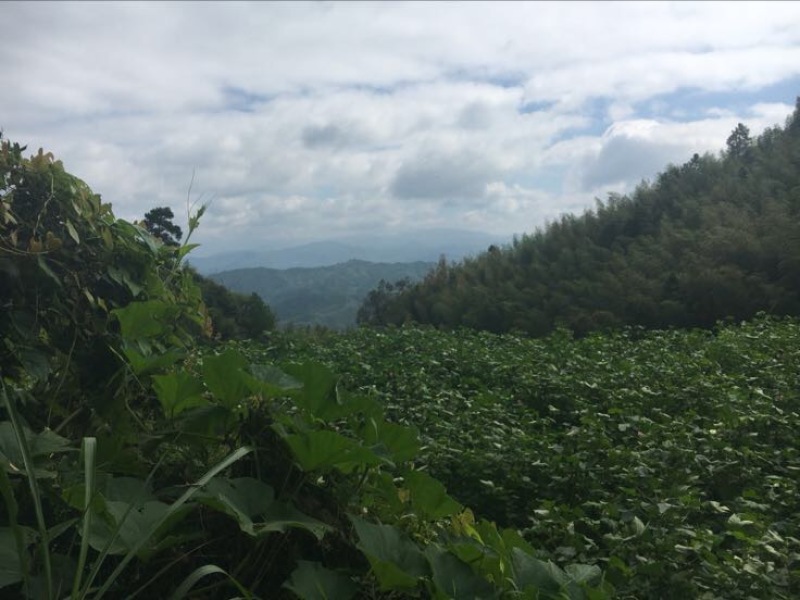 大果银杏白果