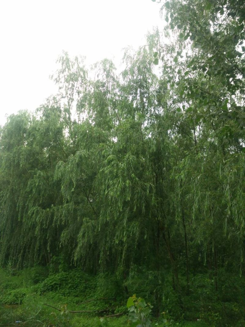 金丝柳10~12cm8~10cm3.5~4米