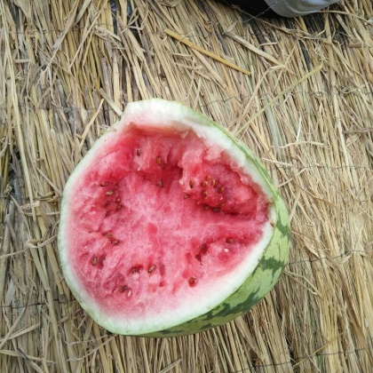 江苏徐州市邳州市金城5号西瓜 8斤打底 9成熟