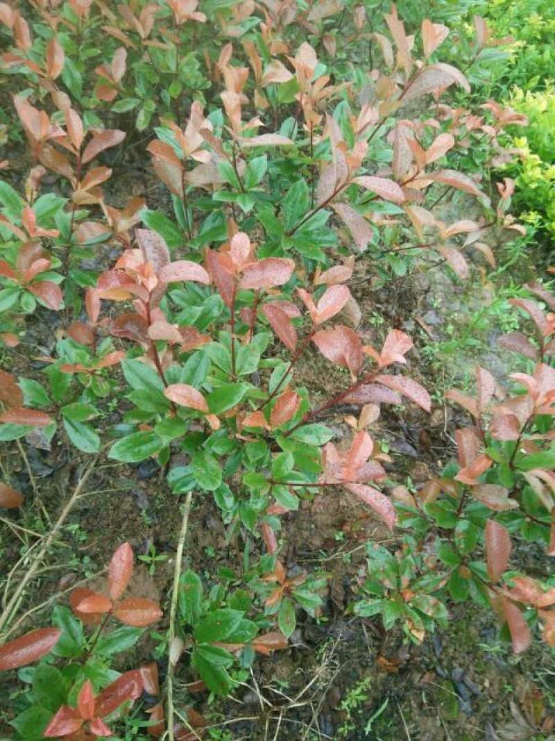 红叶石楠4~6cm4~6cm2.5~3米