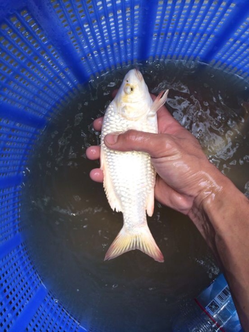 锦鲤