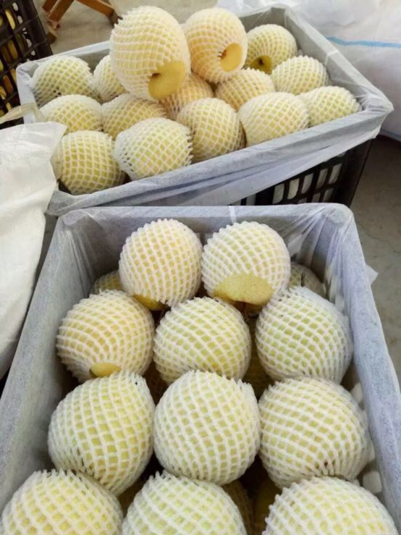 山西临猗贡梨纸袋膜袋，400~450g品质好货