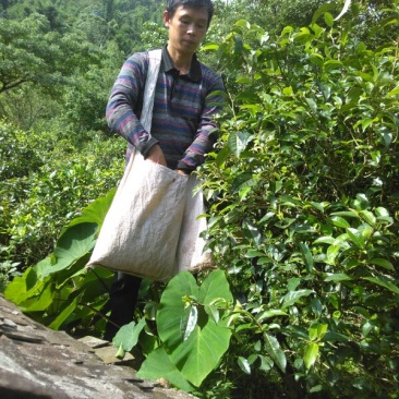 百年大树茶