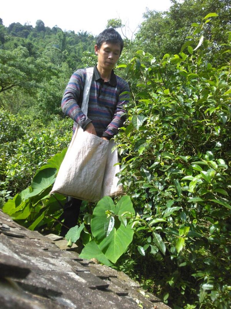百年大树茶
