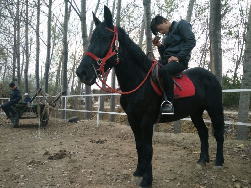 肉马400~500kg