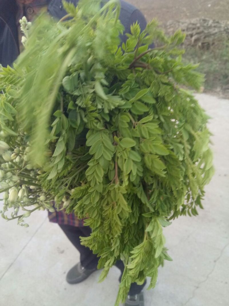 辣木茶特级