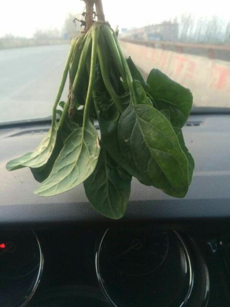 小叶菠菜15~20厘米