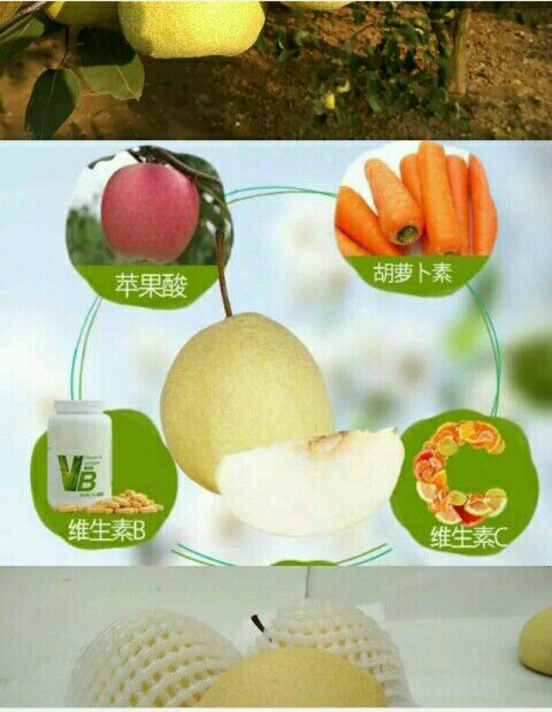 酥梨150~200g纸袋
