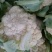白花菜包装