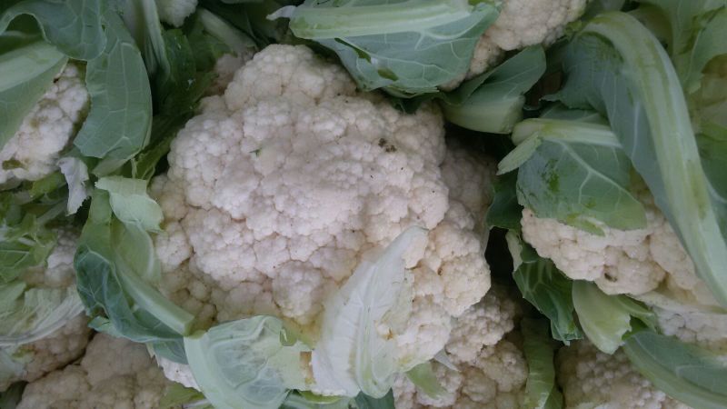 白花菜包装