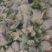 大叶菠菜10~15厘米