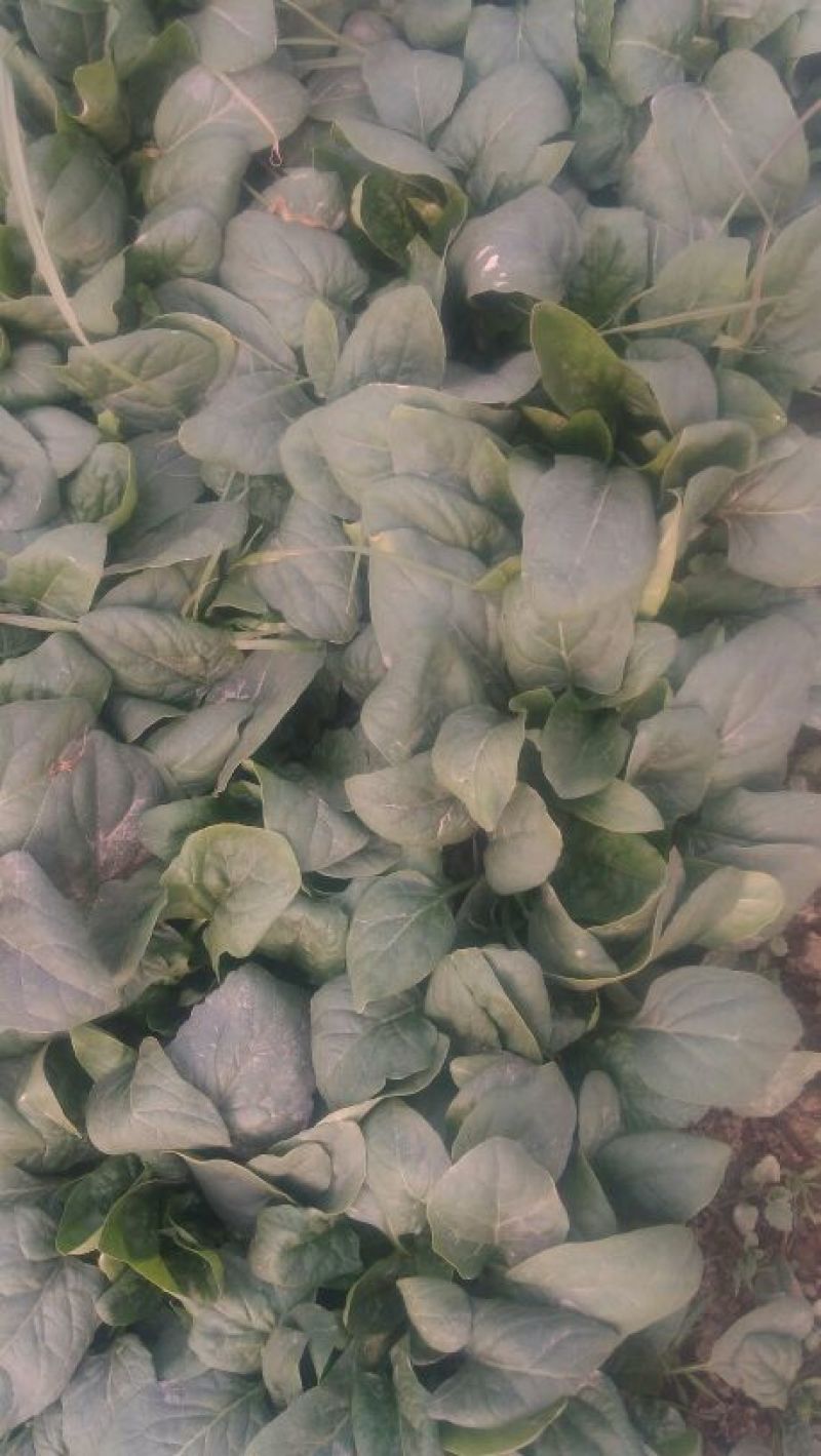 大叶菠菜10~15厘米