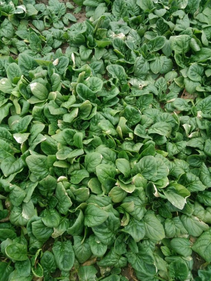 大叶菠菜10~15厘米