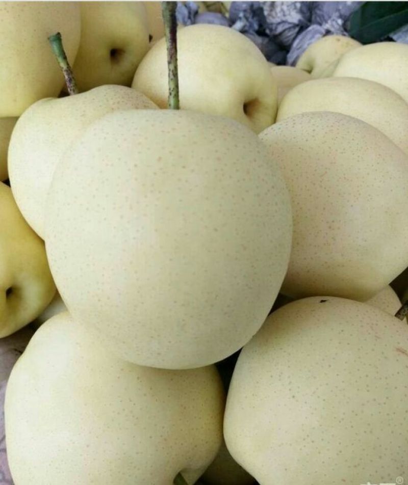 皇冠梨300~350g纸箱