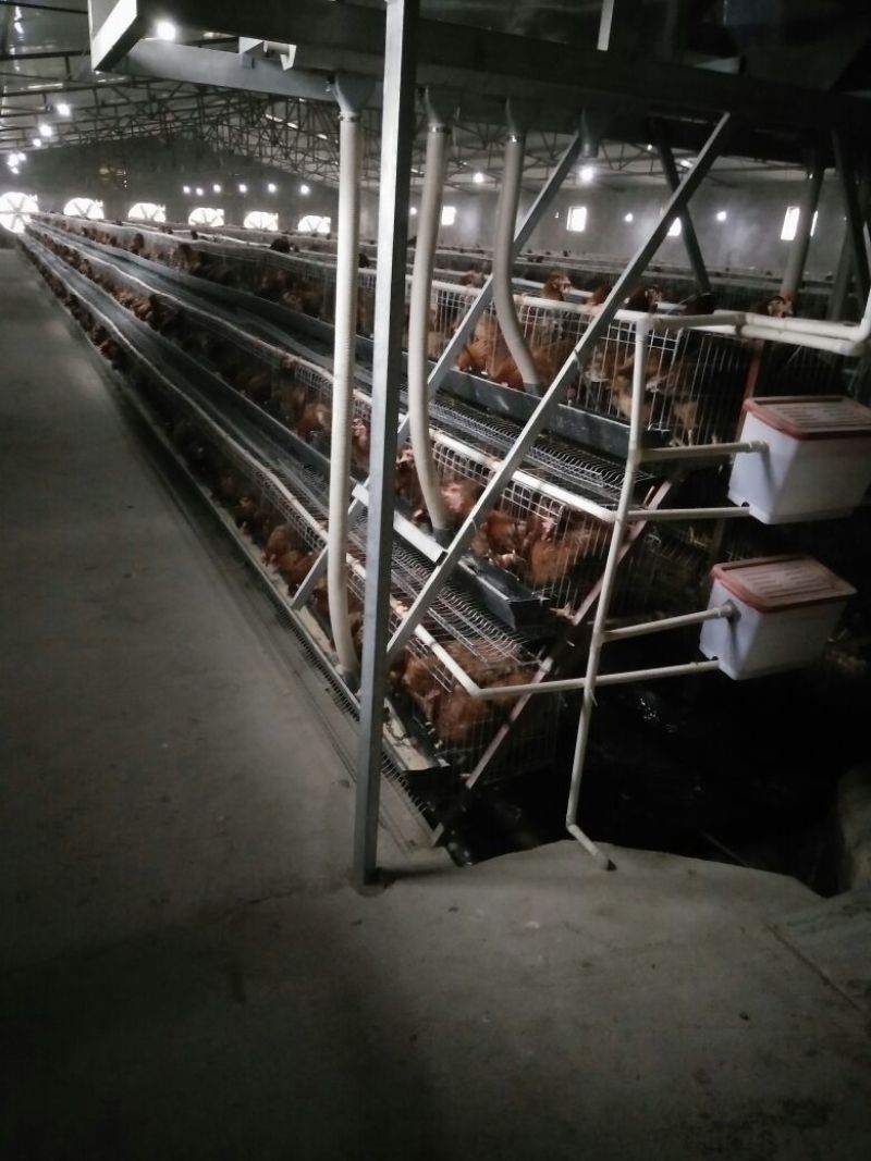 普通鸡蛋食用50g以下