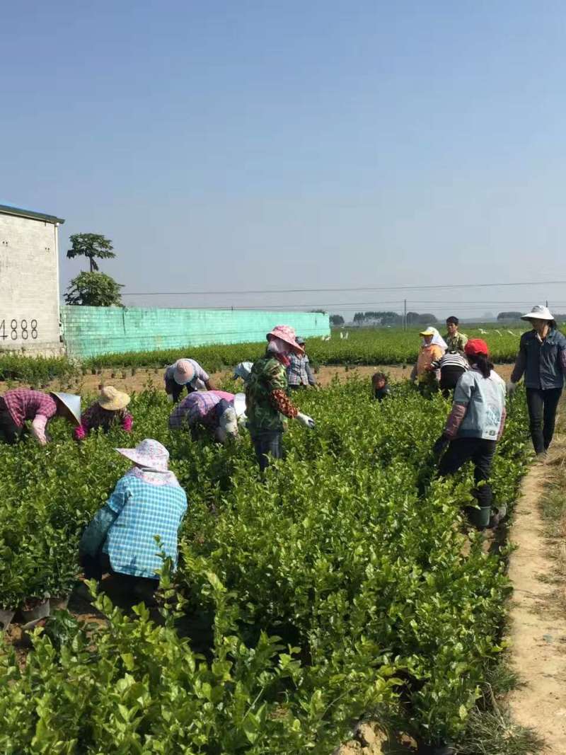 茉莉花含盆