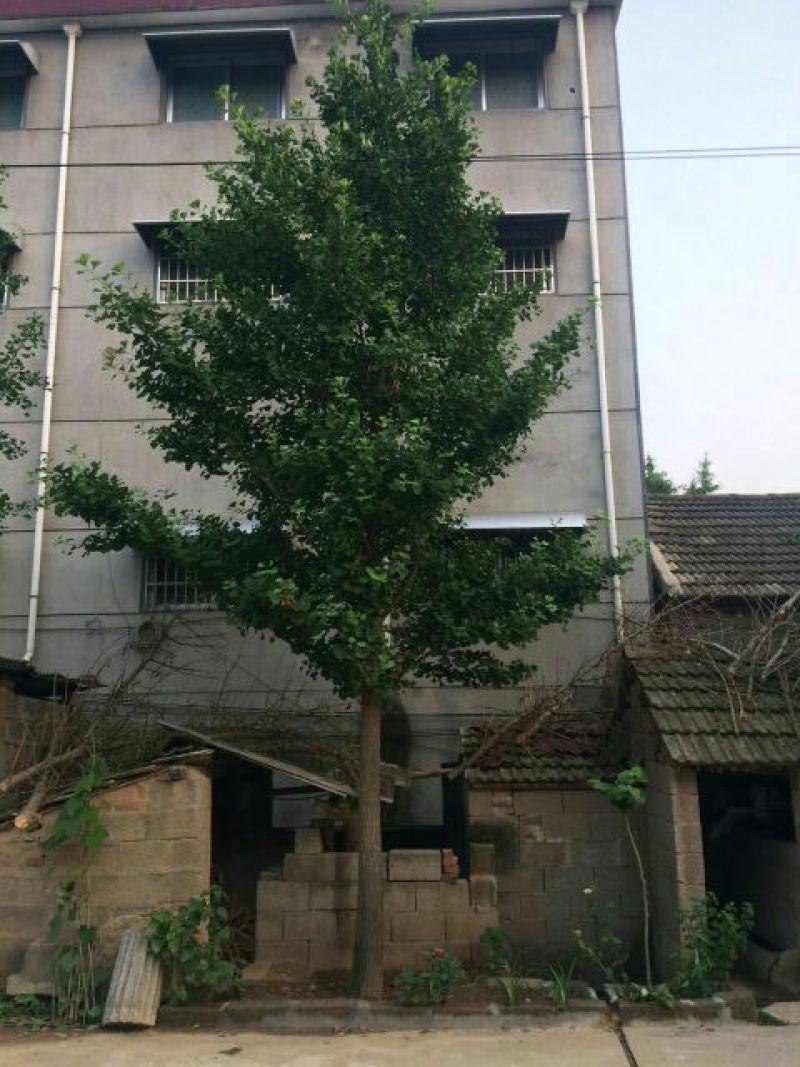 银杏树12公分，基地直供，一手货源无中介。现场打号挖树