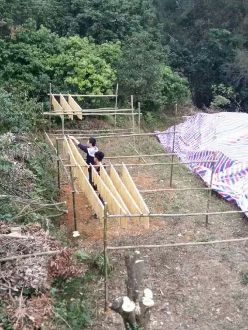 腐竹