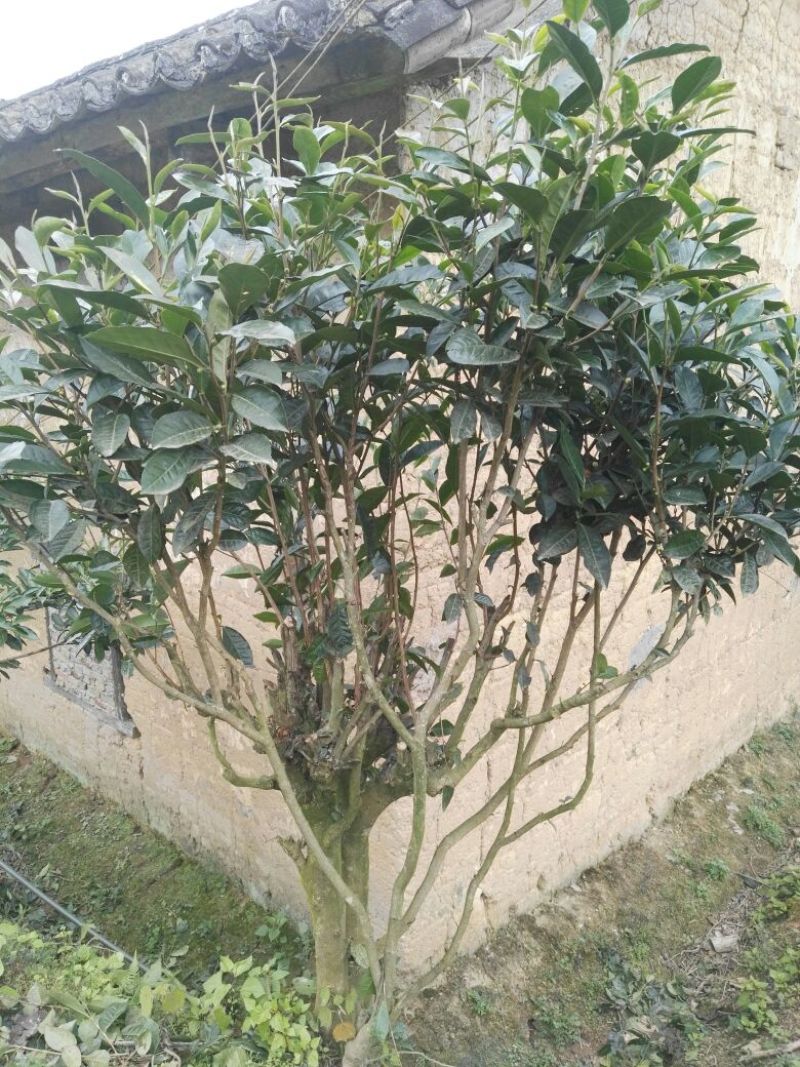 古树普洱茶特级