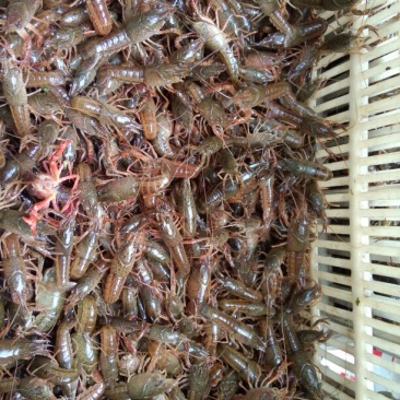 龙虾26~30只/kg
