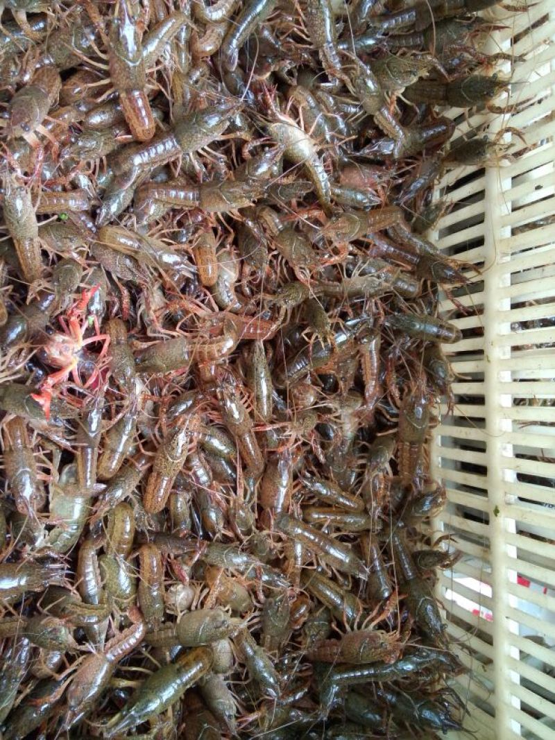 龙虾26~30只/kg