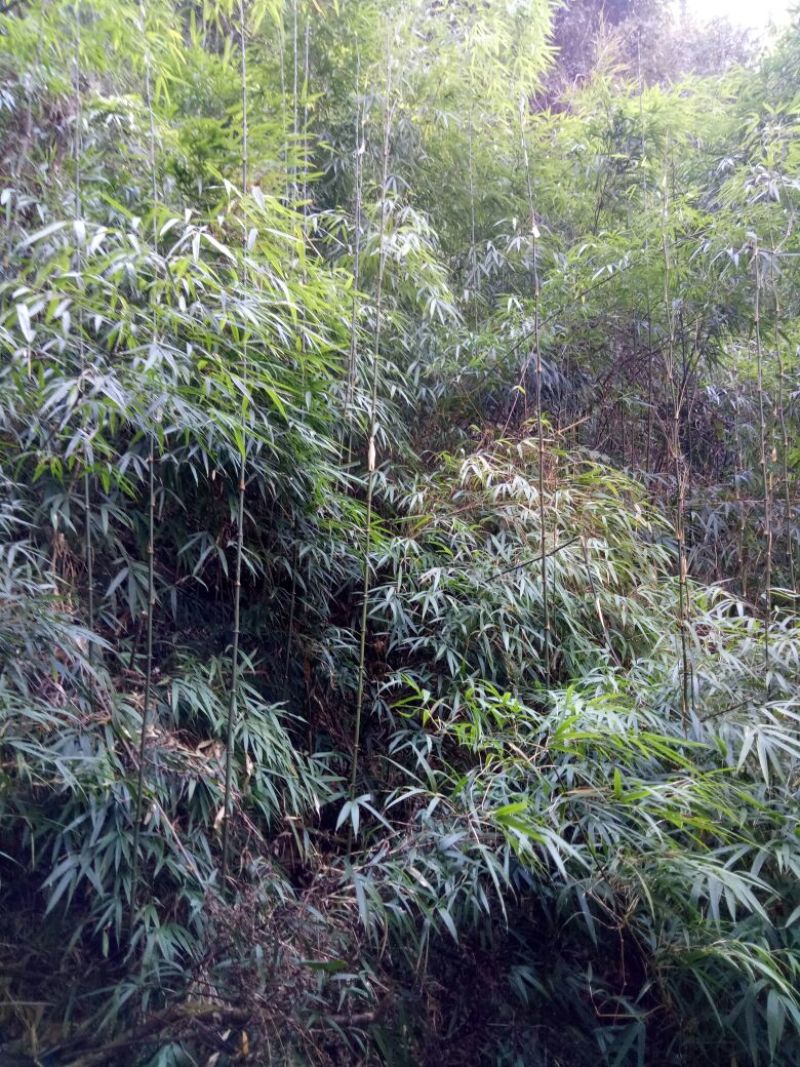 绿竹2~3m
