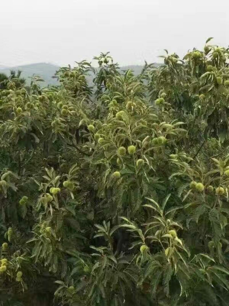 板栗树苗嫁接板栗苗华光板栗泰山板栗等