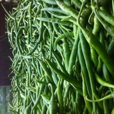 广西南宁市供应线椒，白辣椒，泡椒，豆角，茄子，质量好价