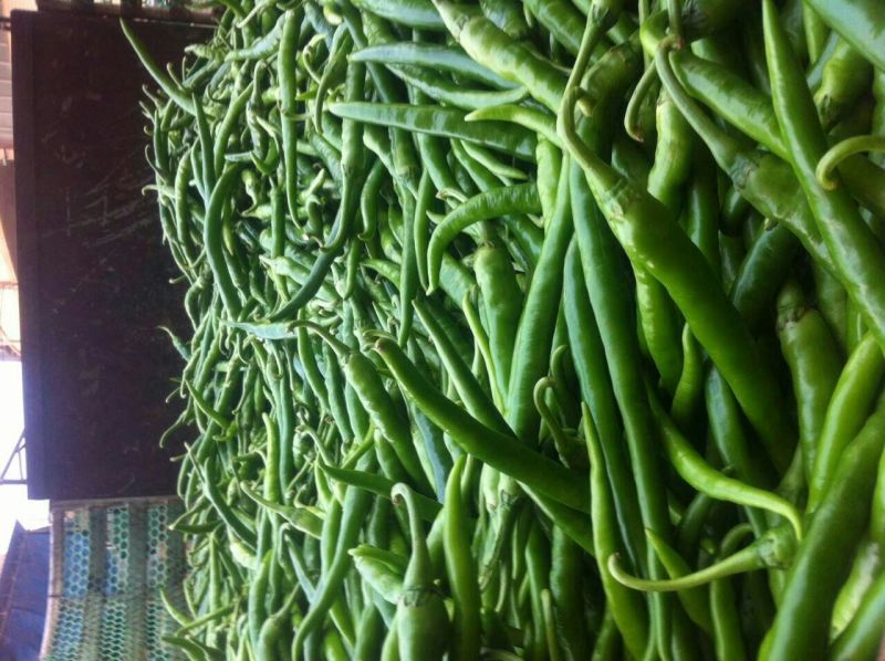 广西南宁市供应线椒，白辣椒，泡椒，豆角，茄子，质量好价