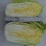 大白菜