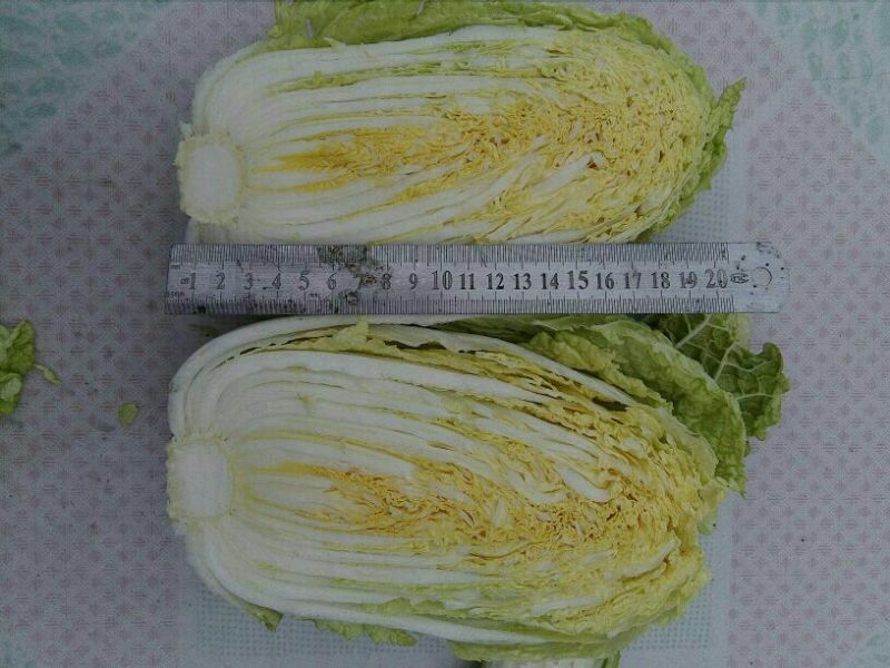 大白菜