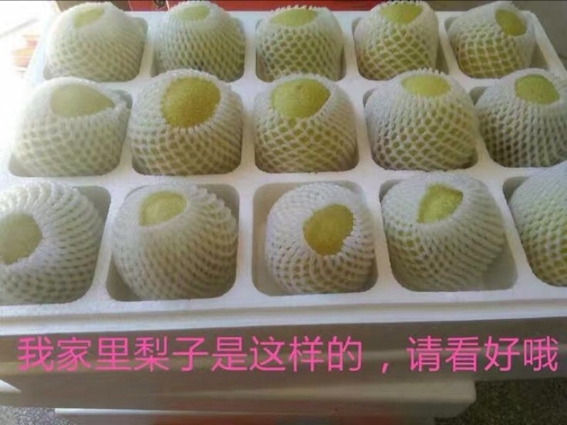 砀山梨