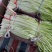 韭黄头茬40~50公分