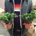 栀子花盆栽带花苞室内观花植物四季开花枝枝花树苗好养浓香型